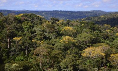 amazonia-registra-menor-desmat