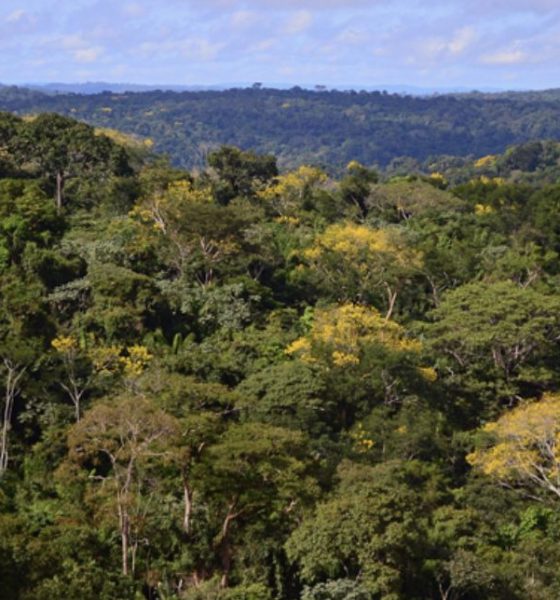 amazonia-registra-menor-desmat