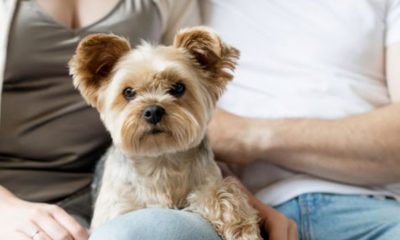 aprovadas-novas-regras-para-gu