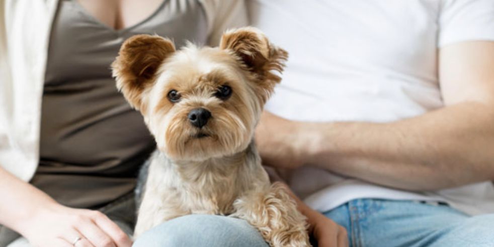 aprovadas-novas-regras-para-gu