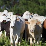 brasil-deixa-eua-para-tras-e-l