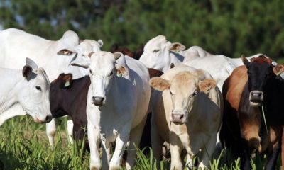 brasil-deixa-eua-para-tras-e-l