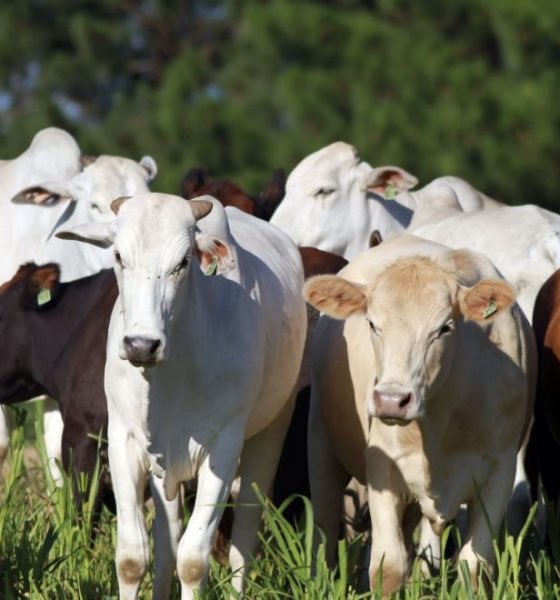 brasil-deixa-eua-para-tras-e-l