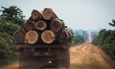 extracao-ilegal-de-madeira-cre