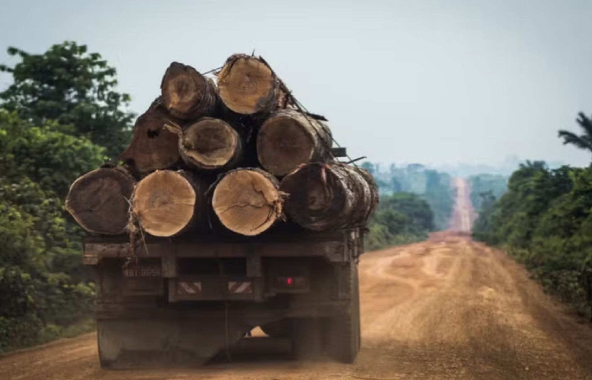 extracao-ilegal-de-madeira-cre