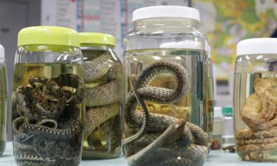 fvs-rcp-reforca-prevencao-a-at