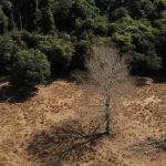 mais-da-metade-do-carbono-orga