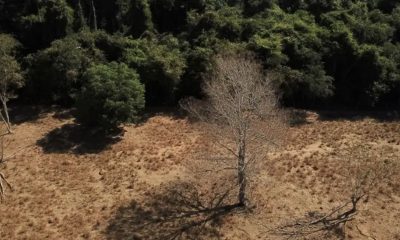 mais-da-metade-do-carbono-orga