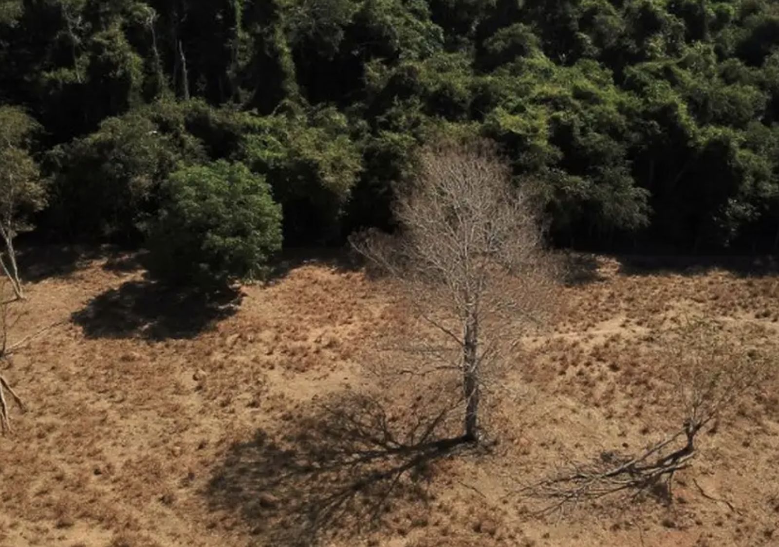 mais-da-metade-do-carbono-orga