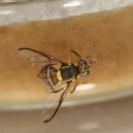 mosca-da-carambola-e-detectada