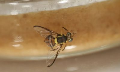 mosca-da-carambola-e-detectada