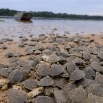 temporada-de-nascimentos-de-ta