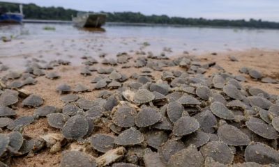 temporada-de-nascimentos-de-ta