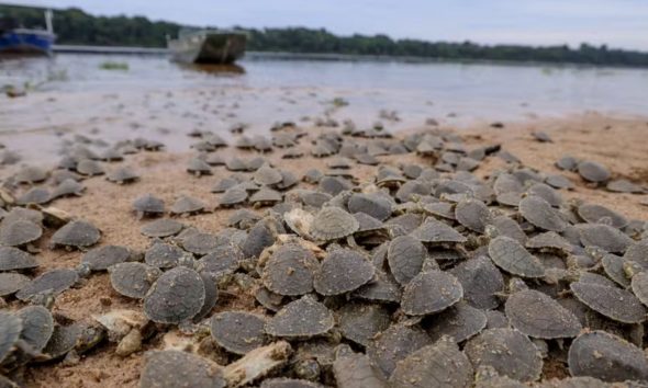 temporada-de-nascimentos-de-ta