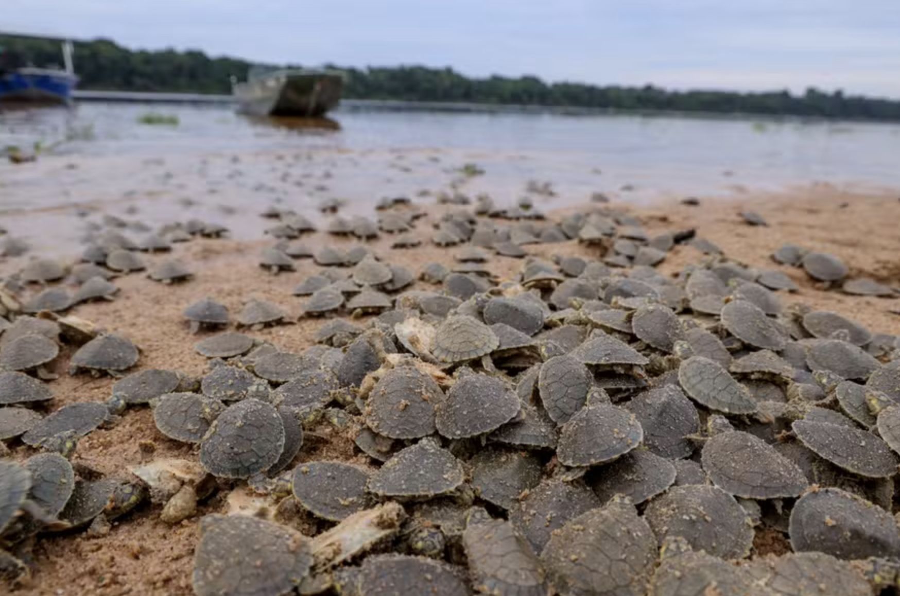 temporada-de-nascimentos-de-ta