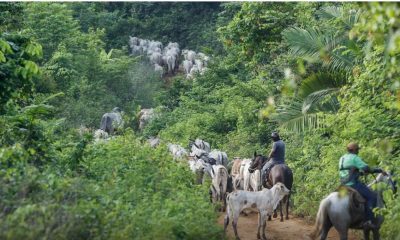 vaqueiro-contratado-pelo-ibama