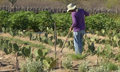 amazonas-tem-o-2o-maior-indice