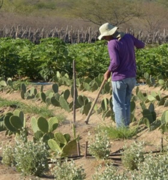 amazonas-tem-o-2o-maior-indice