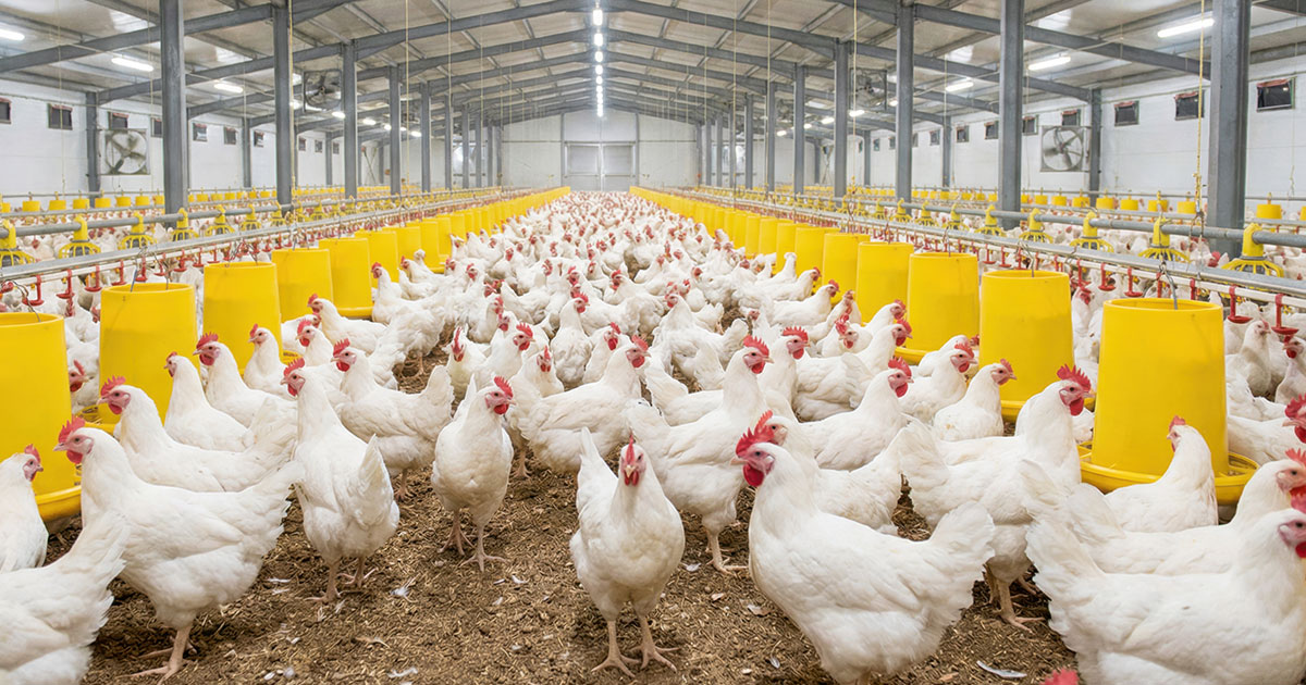 china-encerra-embargo-e-libera