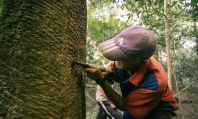 governo-federal-define-novos-v