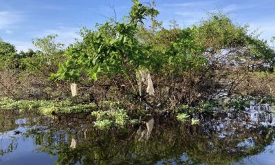 governo-federal-nao-fiscaliza-