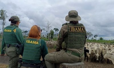 ibama-tem-r-950-mi-em-multas-p