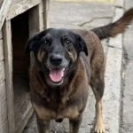 morte-do-cao-orelha-com-salto-