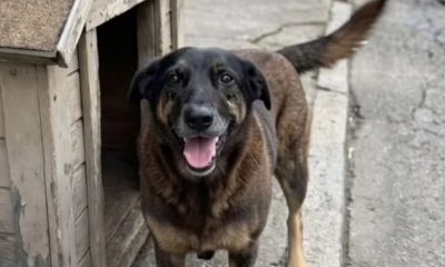 morte-do-cao-orelha-com-salto-