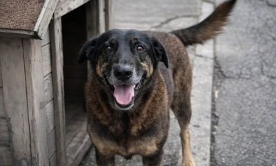 morte-do-cao-orelha-com-salto-