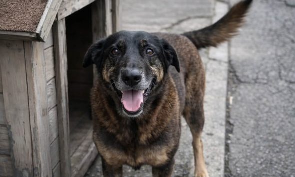 morte-do-cao-orelha-com-salto-