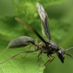 pesquisa-brasileira-indica-ven