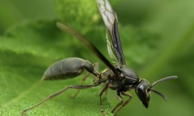 pesquisa-brasileira-indica-ven