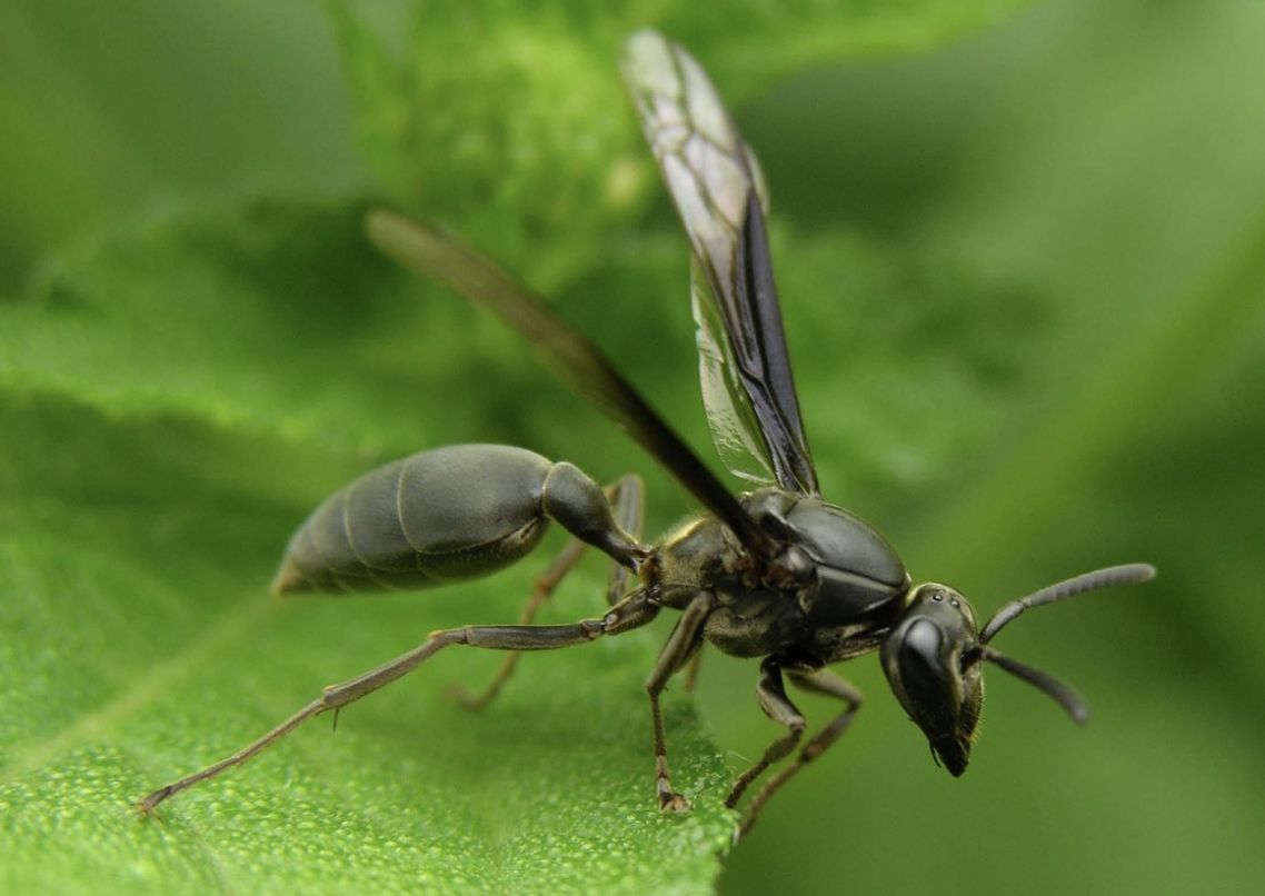 pesquisa-brasileira-indica-ven