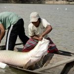 pesquisa-inedita-com-genoma-pr