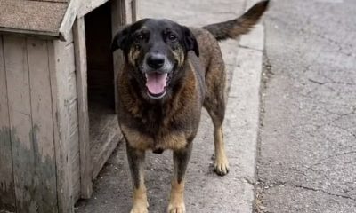 cao-orelha-policia-pede-intern