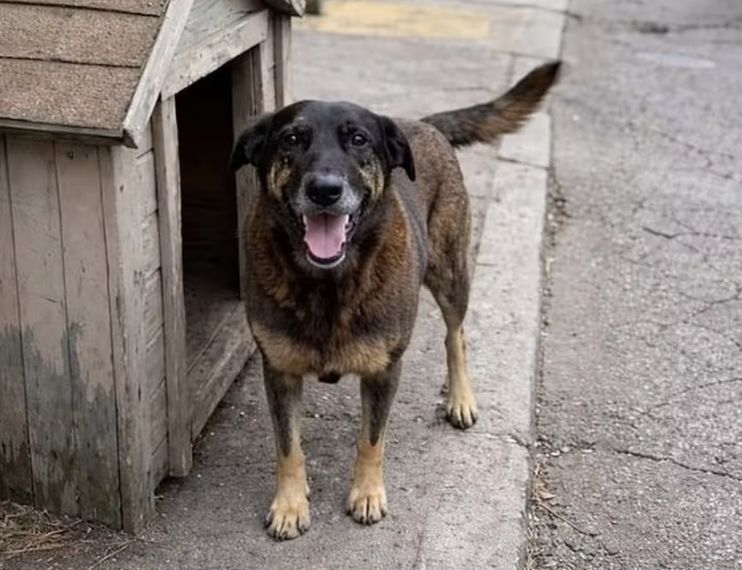 cao-orelha-policia-pede-intern
