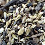 cientistas-alertam-para-avanco