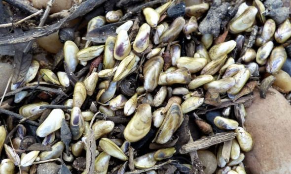 cientistas-alertam-para-avanco