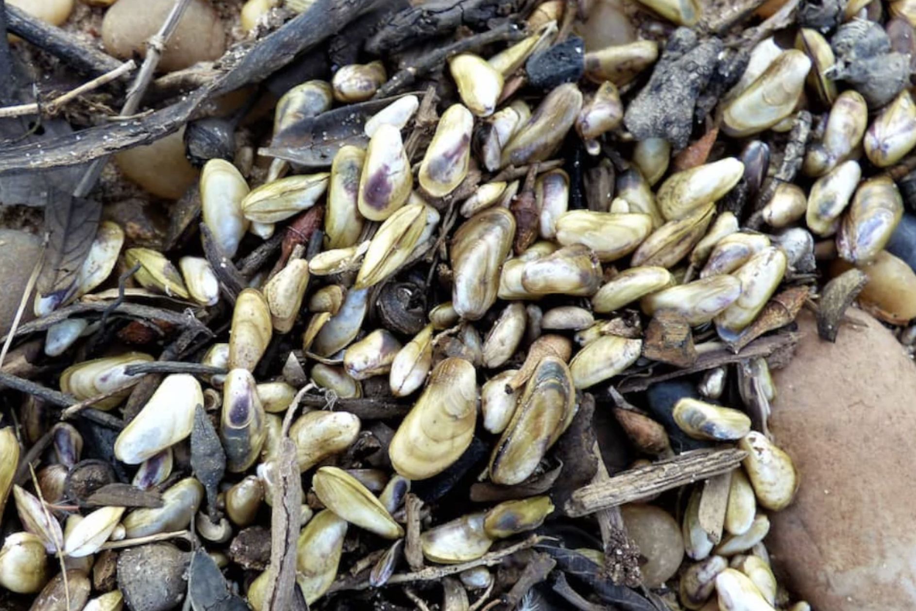 cientistas-alertam-para-avanco