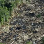 desmatamento-altera-fluxo-de-c