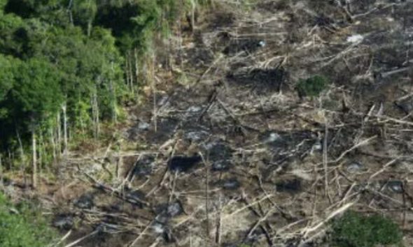 desmatamento-altera-fluxo-de-c