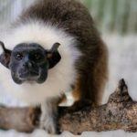 ibama-coordena-resgate-e-desti