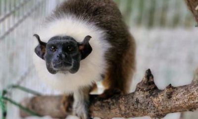 ibama-coordena-resgate-e-desti