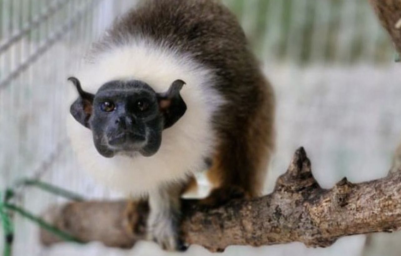 ibama-coordena-resgate-e-desti