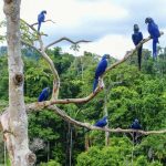 inpa-oferece-curso-de-pos-grad