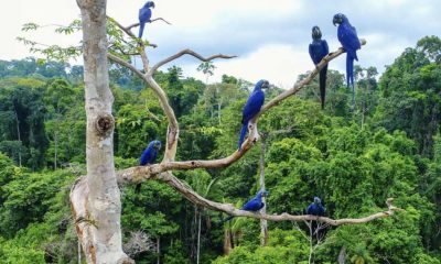 inpa-oferece-curso-de-pos-grad