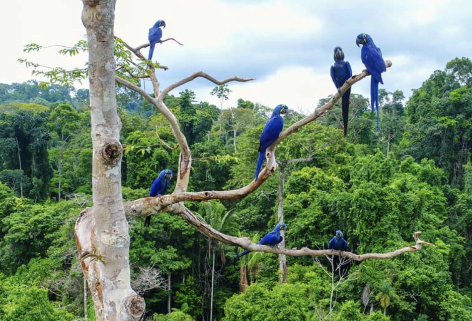 inpa-oferece-curso-de-pos-grad