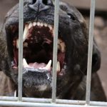 juizado-de-manaus-condena-dono