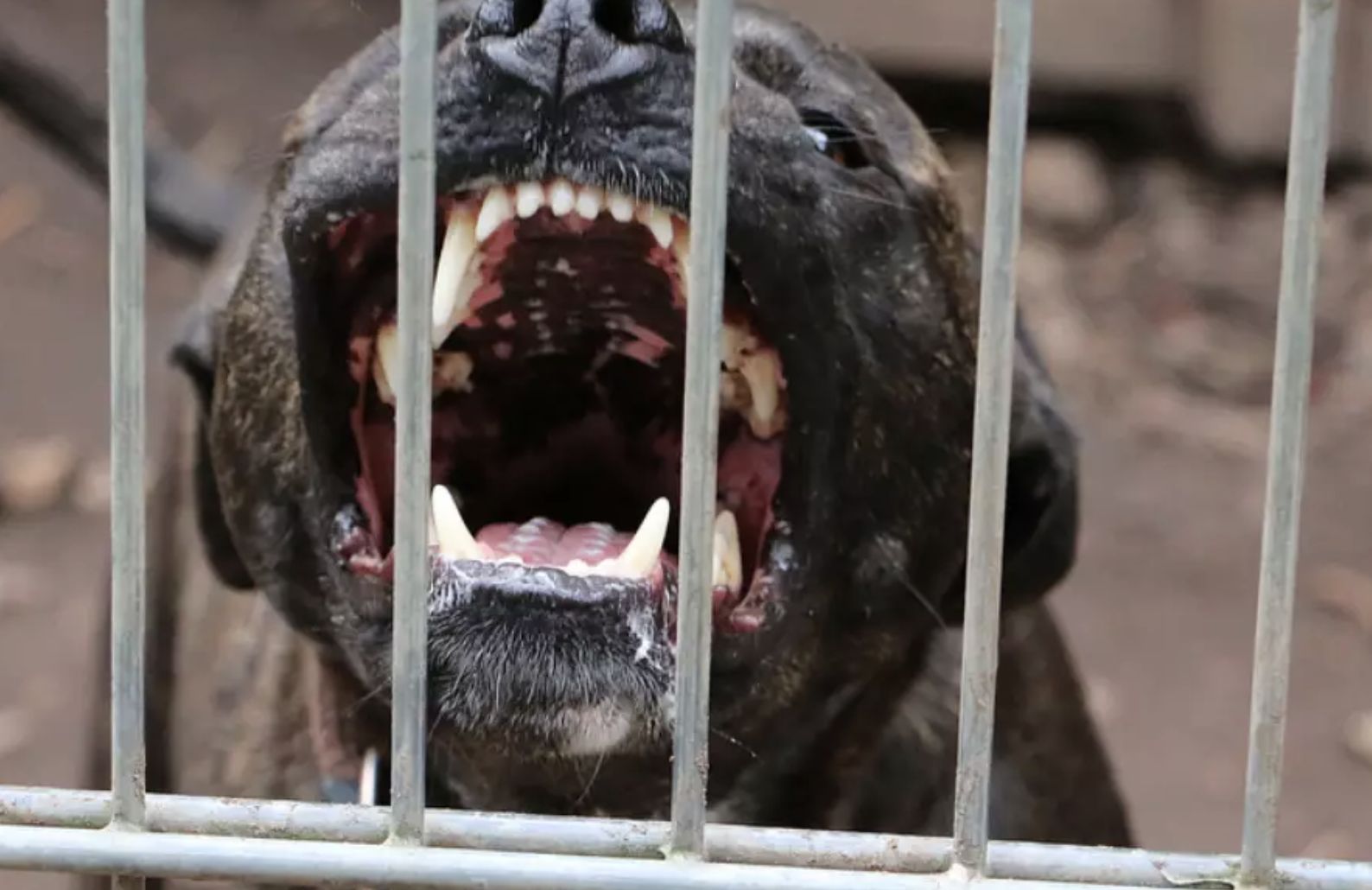 juizado-de-manaus-condena-dono