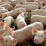 abate-de-bovinos-frango-e-suin